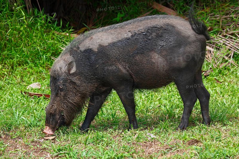 Bornean bearded pig (Sus barbatus)