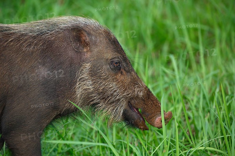 Bornean bearded pig (Sus barbatus)