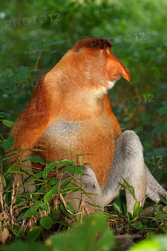 Proboscis Monkey (Nasalis larvatus)