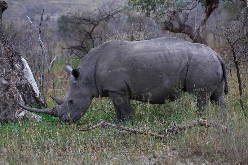 Black Rhinoceros (Diceros bicornis) feeding