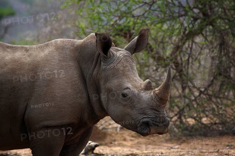 White Rhinoceros (Ceratotherium simum)
