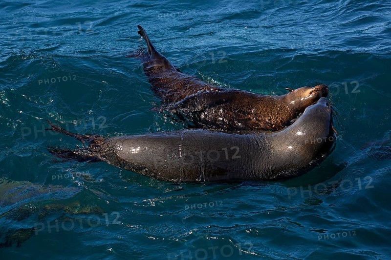 Brown fur seals (Arctocephalus pusillus) playing in water