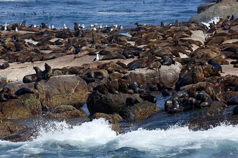 Brown fur seals (Arctocephalus pusillus)