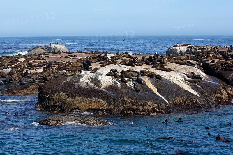 Brown fur seals (Arctocephalus pusillus)