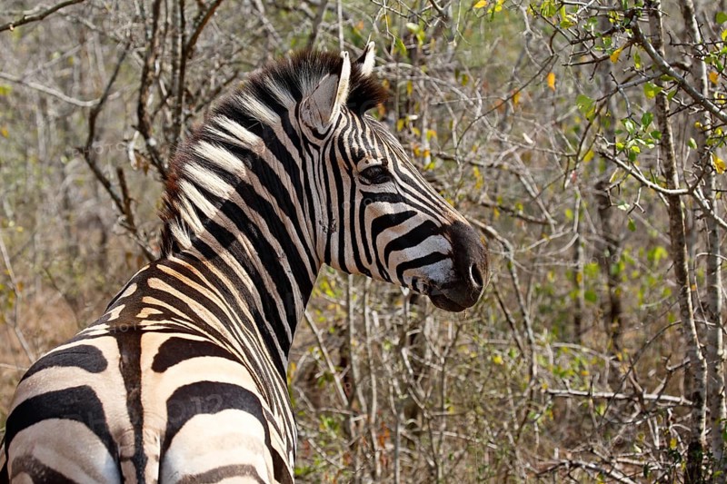 Burchell's Zebra (Equus quagga burchelli)