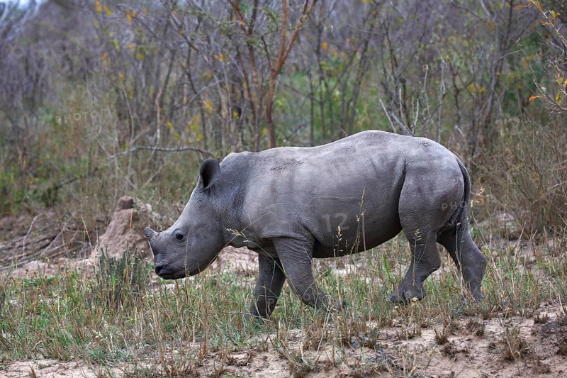 Young Black Rhinoceros (Diceros bicornis)