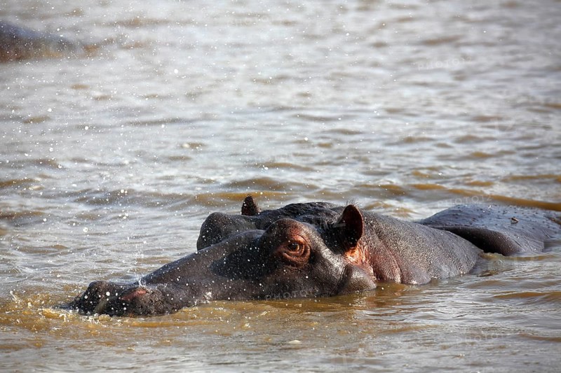 Hippo (Hippopatamus amphibius) breathing out