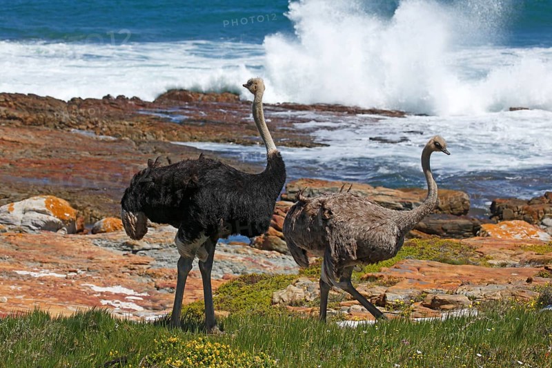 Southern ostriches (Struthio camelus australis)