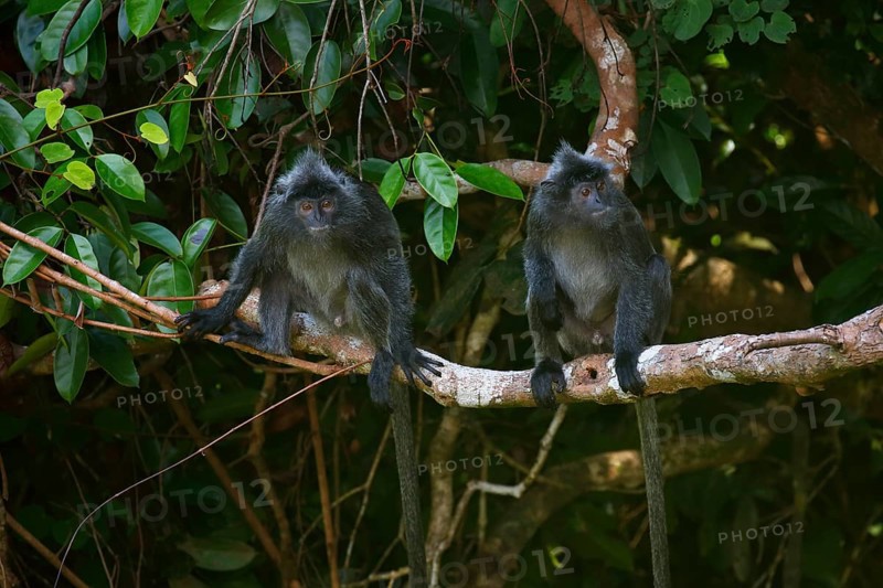 Silvery lutungs (Trachypithecus cristatus)