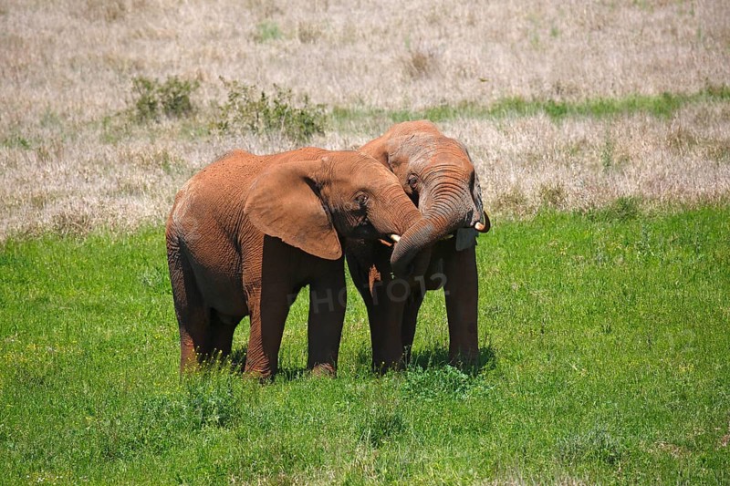 African bush elephants (Loxodonta africana)