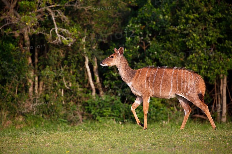 Nyala or inyala (Tragelaphus angasii)