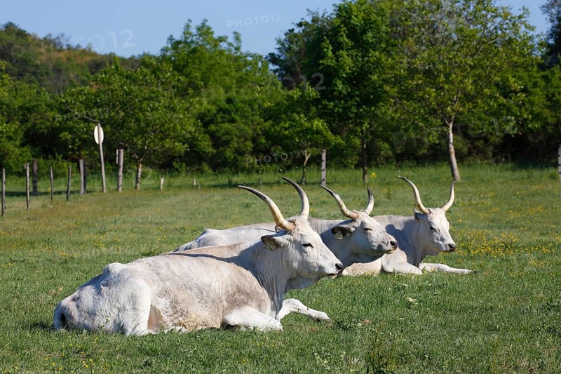 Hungarian Grey cattle (Bos primigenius taurus)