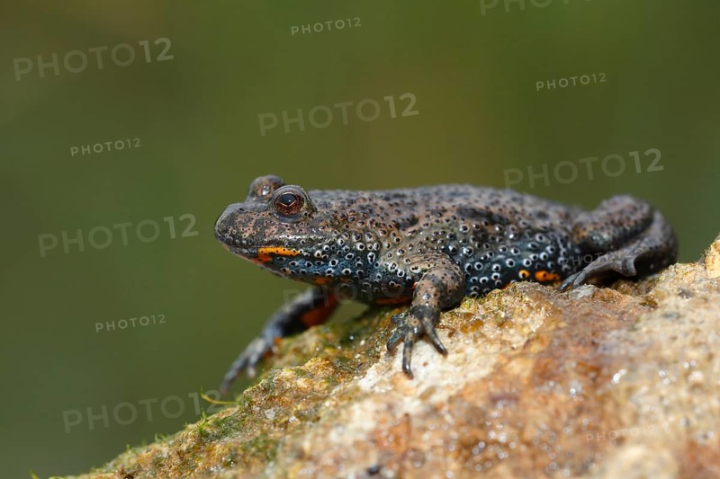 European fire-bellied toad (Bombina bombina)