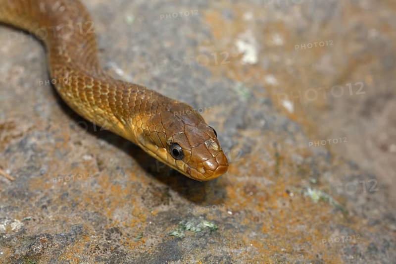 Aesculapian snake (Zamenis longissimus)