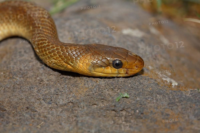 Aesculapian snake (Zamenis longissimus)