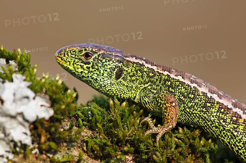 Sand Lizard (Lacerta agilis) male