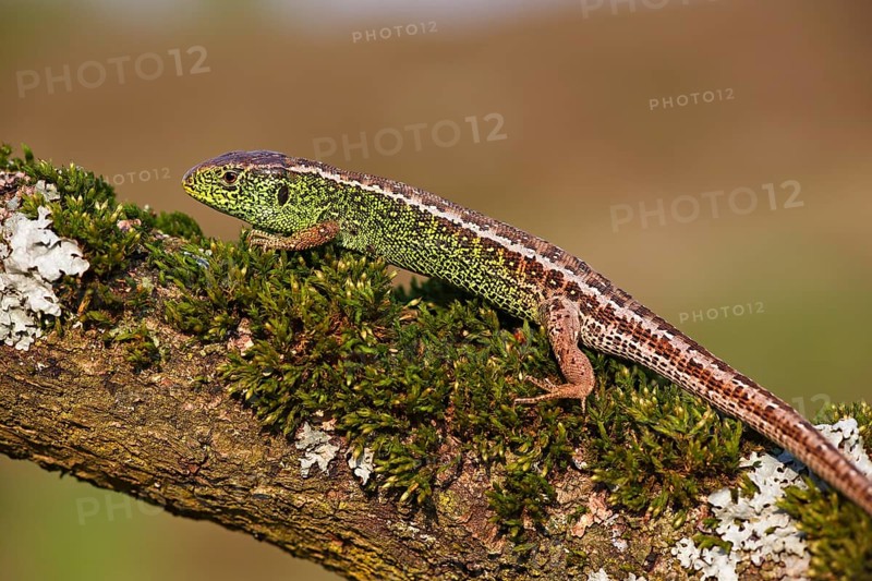 Sand Lizard (Lacerta agilis)