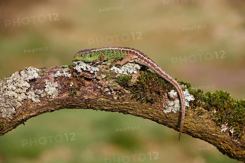Sand Lizard (Lacerta agilis)