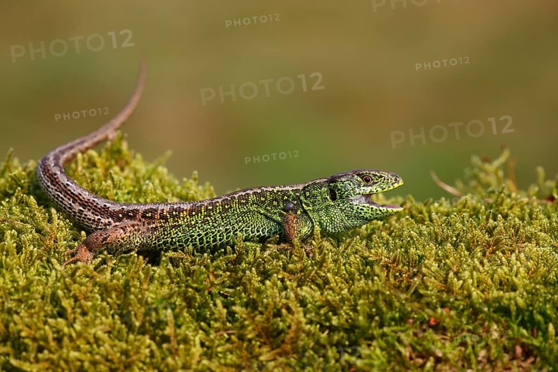 Sand Lizard (Lacerta agilis)