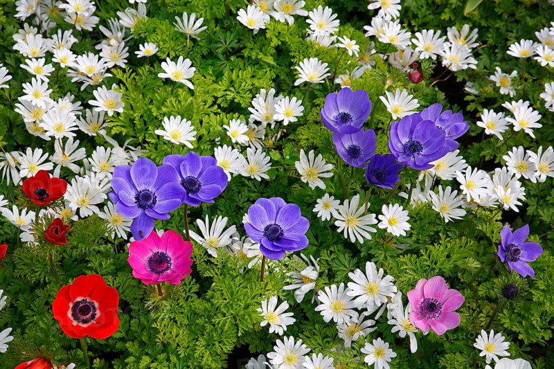 Different anemones in a spring flower bed