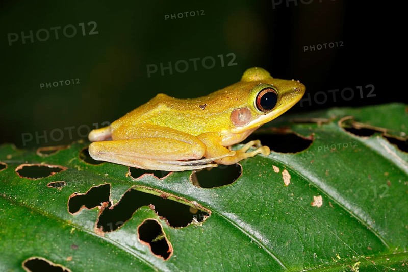 White-lipped frog (Rana chalconota)