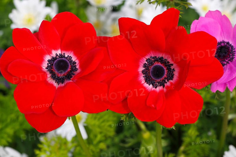 Red poppy anemone (Anemone coronaria De Caen variety)