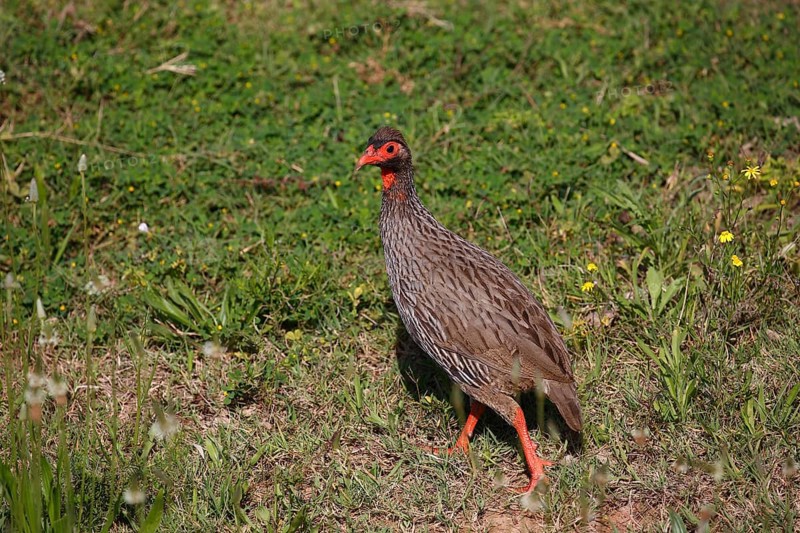 Red-necked spurfowl (Francolinus afer)