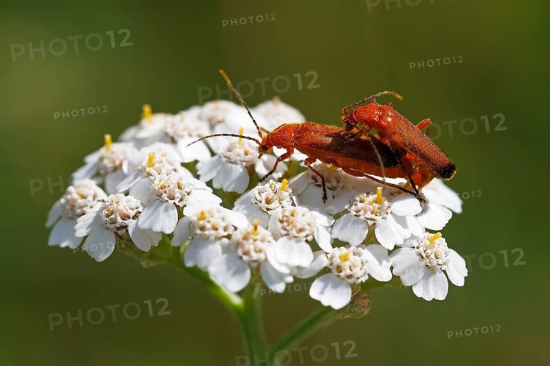 Common red soldier beetles (Rhagonycha fulva)