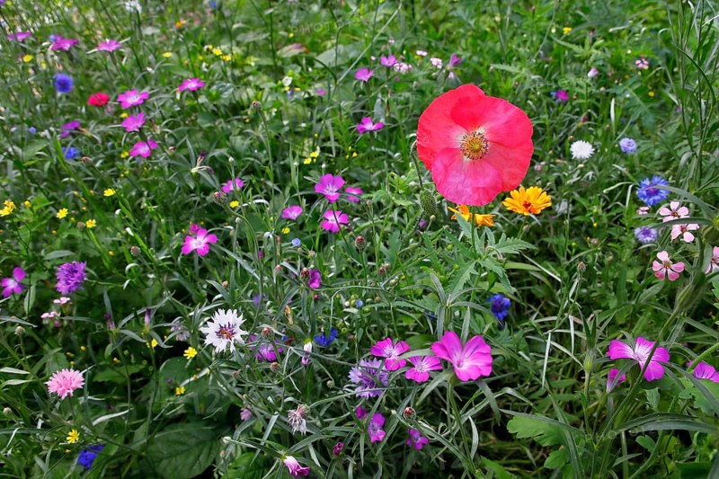 Poppyflower (Papaver)