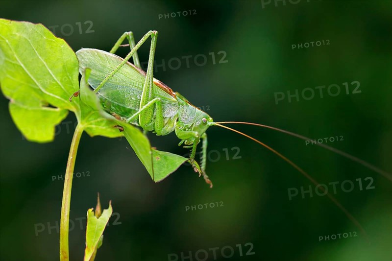 Tettigonia cantans (Tettigonia cantans)
