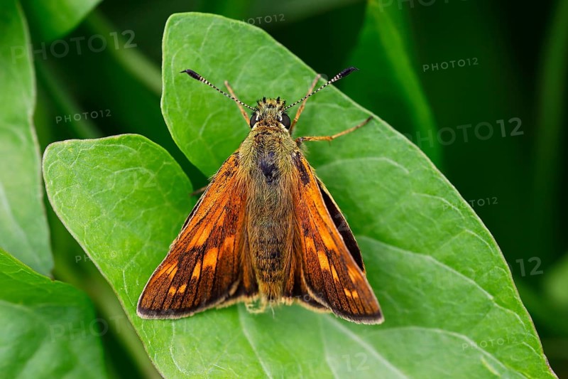Large skipper (Ochlodes sylvanus) on leaf