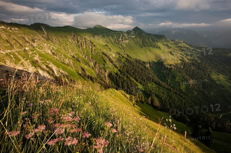 Alpine meadows in summer