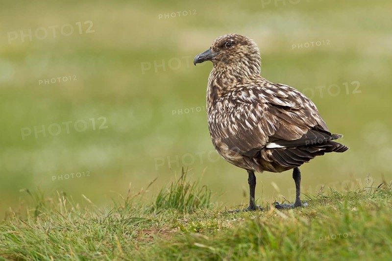 Great skua (Stercorarius skua)