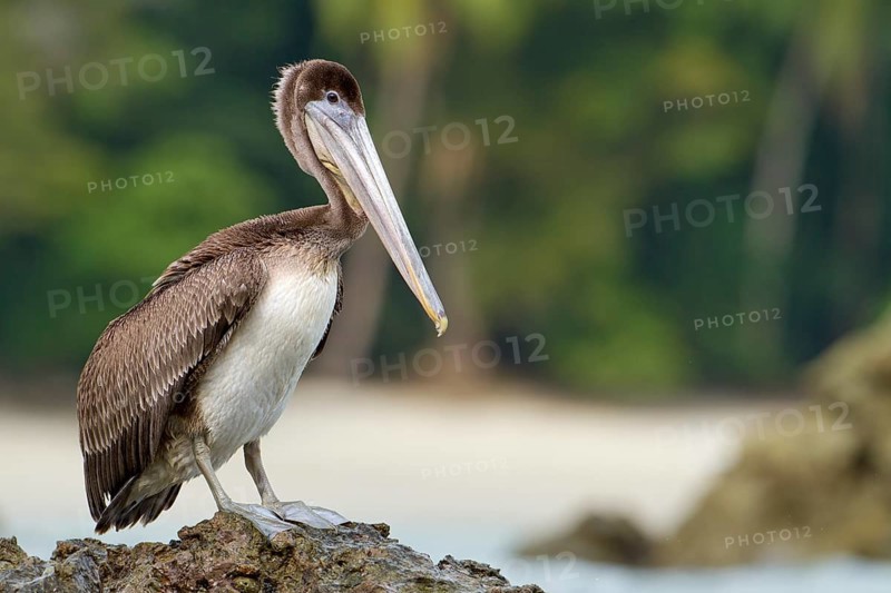 Brown pelican (Pelecanus occidentalis) on a rock in the sea