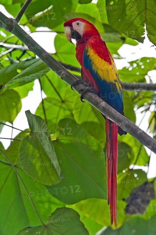 Scarlet macaw (Ara macao) in a tree