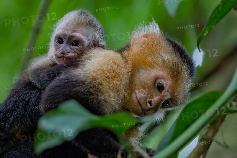 White-headed capuchin (Cebus capucinus) with infant
