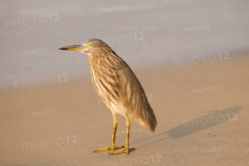 Night Heron (Nycticorax nycticorax) on the sandy beach
