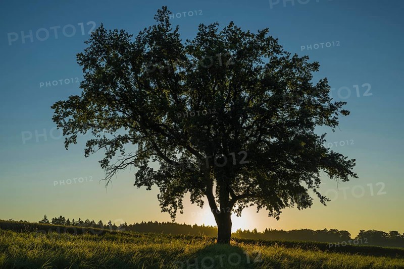 Old English Oak (Quercus robur)