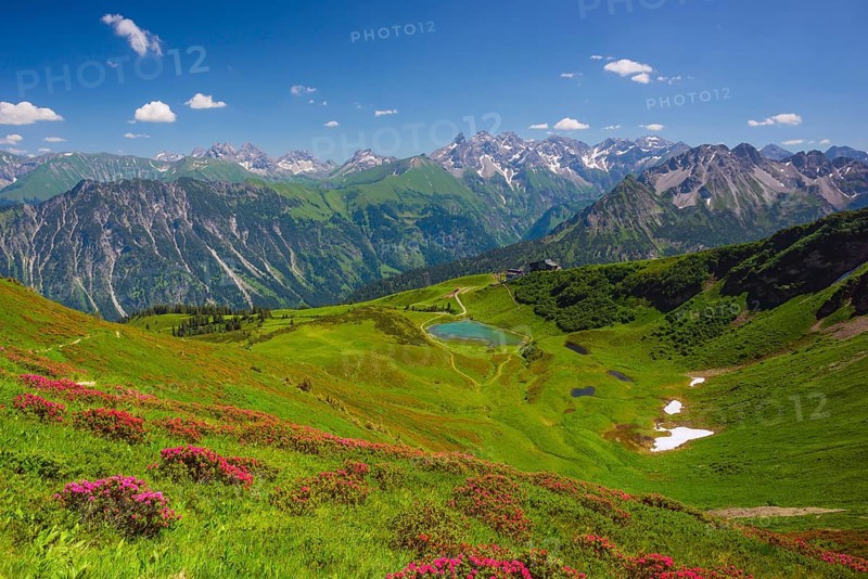 Alpenrosenblute