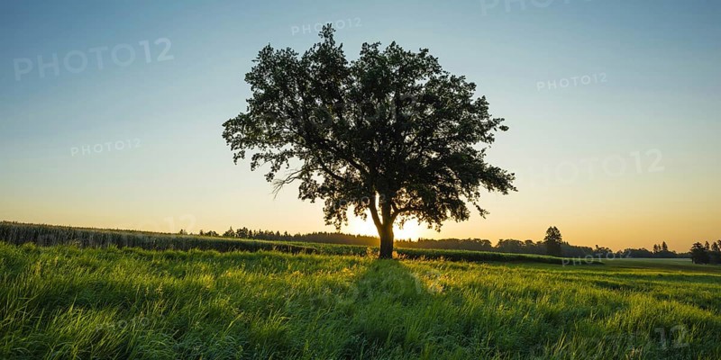 Old English oak (Quercus robur)