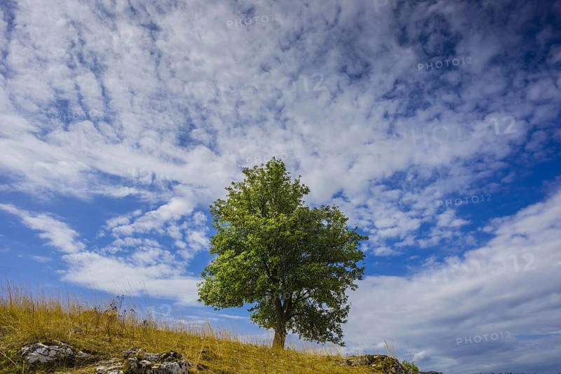 European beech (Fagus sylvatica)
