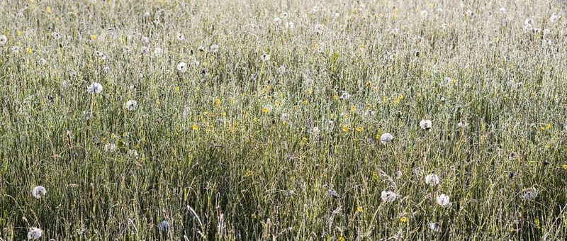 Flowering meadow with morning dew