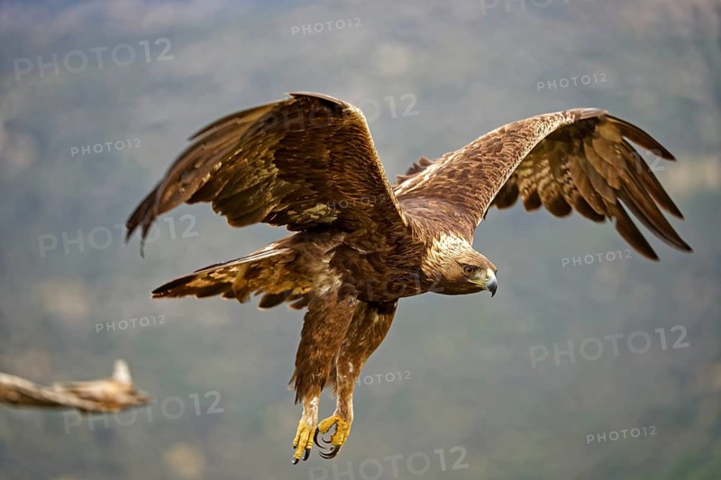 Golden eagle (Aquila chrysaetos)