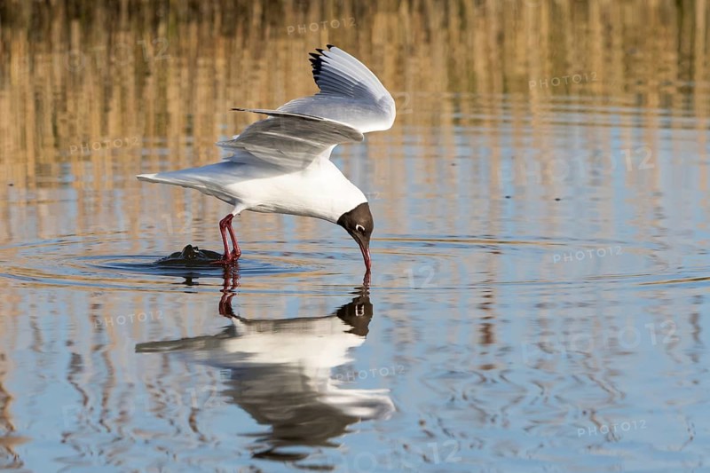 Black-headed Gull (Chroicocephalus ridibundus) catching prey