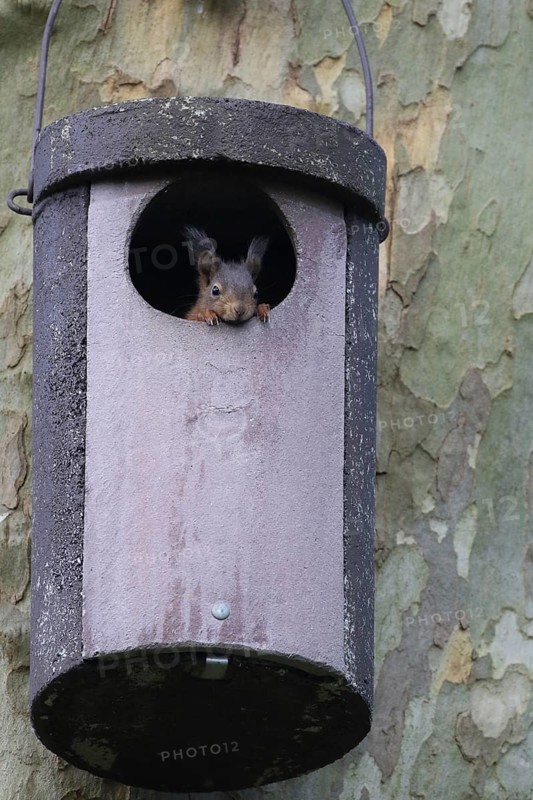 Young squirrel (Sciurus vulgaris) looking out of owl nesting box
