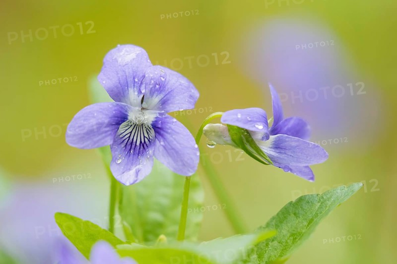 Early Dog-violets (Viola reichenbachiana)