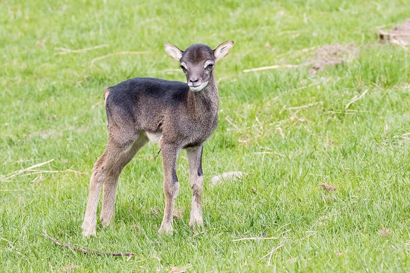 Young mouflon (Ovis orientalis)