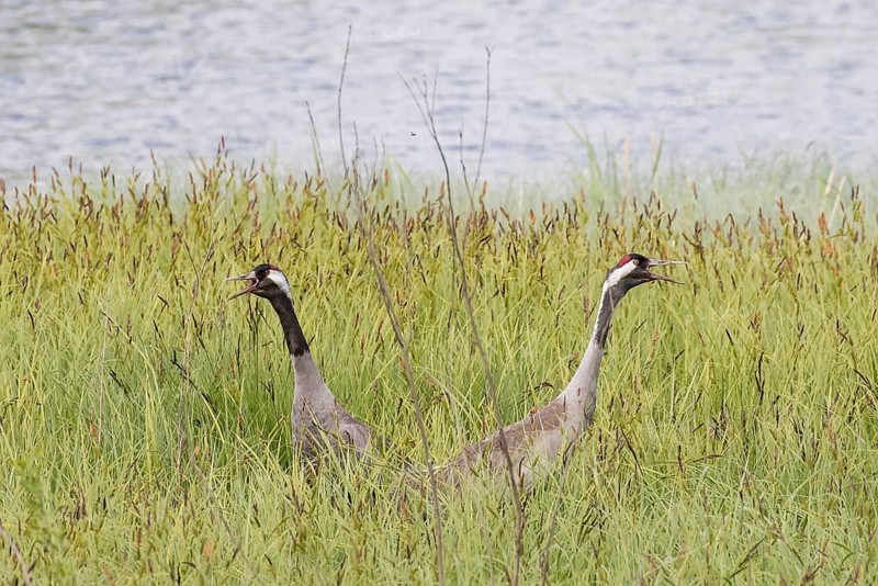 Pair of Common Cranes (Grus grus)