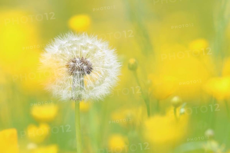 Dandelion seed head (Taraxacum)