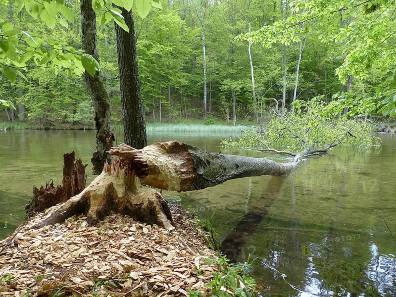 Tree felled by a Beaver (Castor sp.)